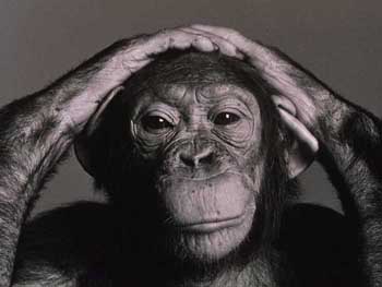 picture of a chimpanzee